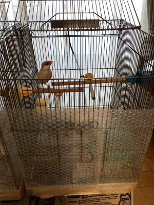 文鳥の冬支度 小型マットヒーターとプチプチシートの活用でふんわりと暖かくなります。