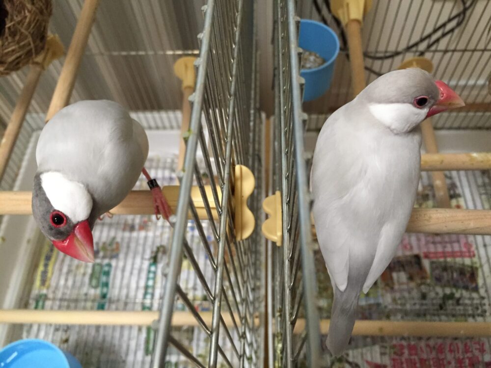 文鳥の名は 山 ときどき文鳥