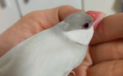 シルバー文鳥