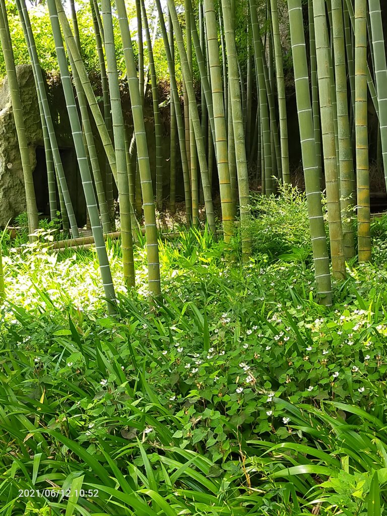 英勝寺の竹林
