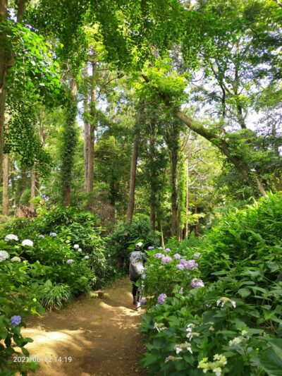 鎌倉湘南ミステリーツアー~アジサイ,たからの庭,寿福寺,英勝寺,浄光明寺,亀ヶ谷切通し,源氏山,葛原岡神社,銭洗弁財天,佐助稲荷神社まで6㎞ハイキング♪
