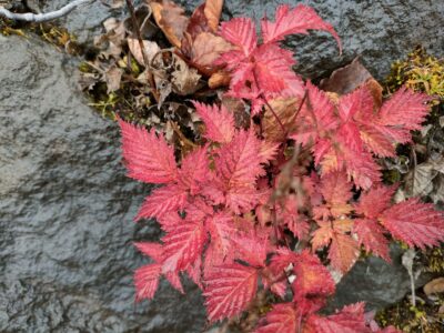 富士山五合目ハイキング　吉田口登山道をスバルライン五合目から下ってきました　紅葉が見ごろで樹林帯の登山道が明るくなっていました